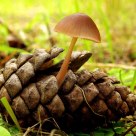 Mycena en piña